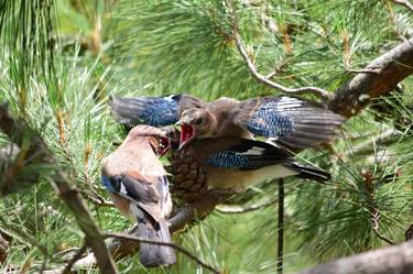 Hangry Birds thumb