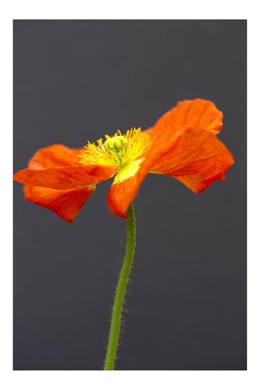 Original Floral Photography by JoAnne Kalish