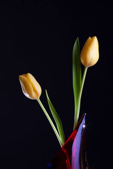 Original Floral Photography by JoAnne Kalish