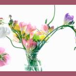Collection Still Life  