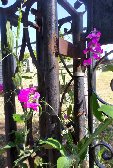 Sweet Peas by the Cemetery gate thumb