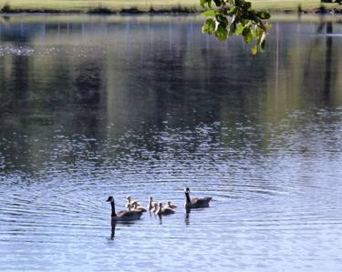 Canadian Geese and their Gooslings thumb