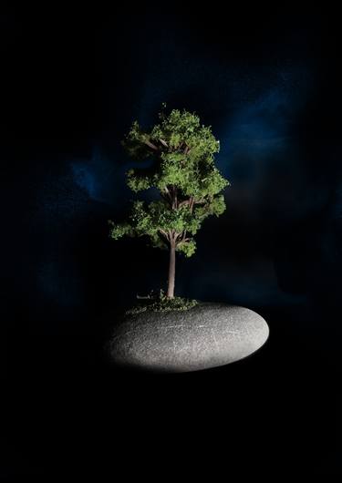 Original Minimalism Tree Photography by Rich McCoy