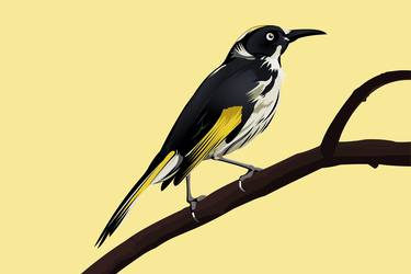 The New Holland Honeyeater  thumb