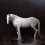 White horse by Boris Correa