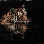 Chai & Paan Tiger: Water - Limited Edition 1 of 50 by Violet Astor