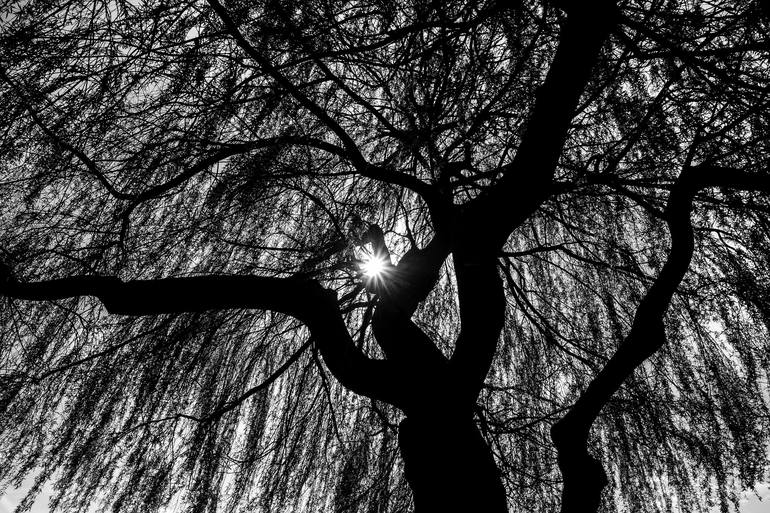 black and white willow tree photography