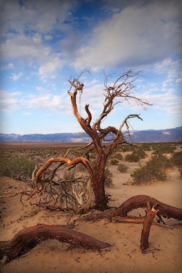 Death Valley Tree thumb