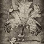 Vegetable marrow...From the life of the leaves ... by Katerina Dvoeglazova
