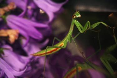 Original Fine Art Animal Photography by Brian Cybok