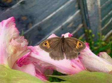 Butterfly on a Pink flower - Limited Edition of 10 thumb