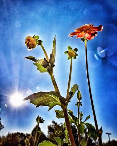 Print of Abstract Expressionism Floral Photography by Daniel Berner