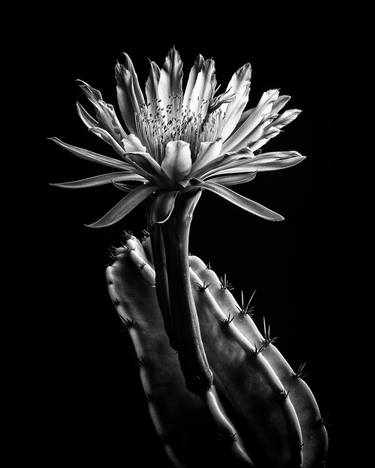 Original Figurative Floral Photography by Daniel Berner