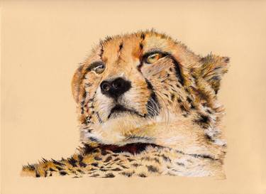 Study of a Cheetah at Rest thumb