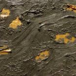 Collection Gold Forest