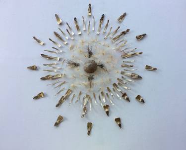 Cardoon Seed Head - A deconstruction thumb