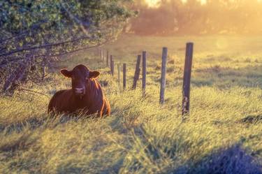 Print of Photorealism Cows Photography by Angela Waite