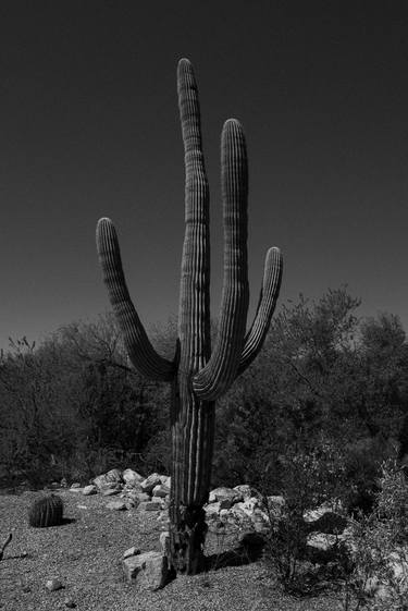 Desert Saguaro #17 thumb