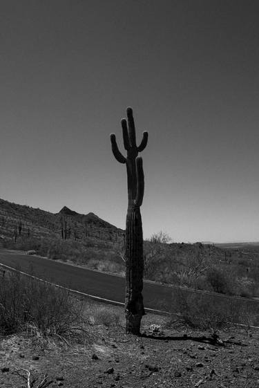 Desert Saguaro #18 thumb