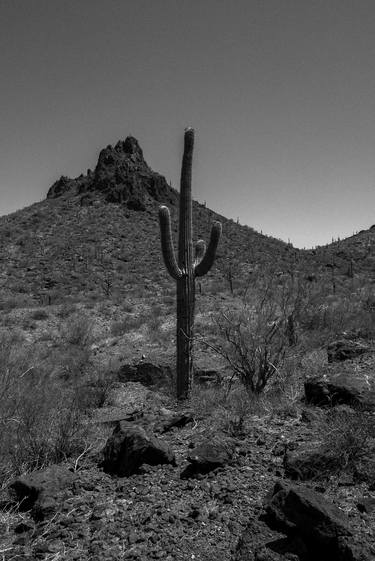 Desert Saguaro #19 thumb