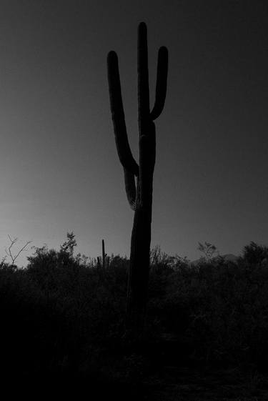 Desert Saguaro #20 thumb
