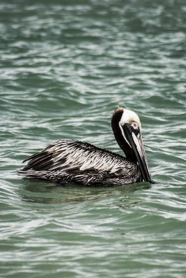 Sanibel Pelican Limited edition 1 of 10 thumb