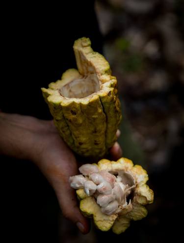 Cacao in hand #2 thumb