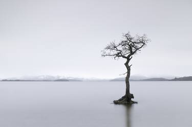 Lone Tree, Loch Lomond, Scotland, UK thumb