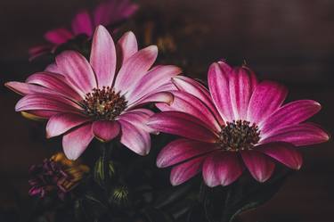 Print of Art Deco Botanic Photography by Guy Berenson