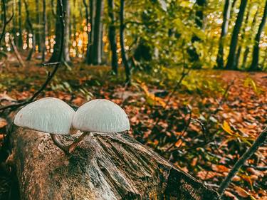 Print of Documentary Nature Photography by Guy Berenson