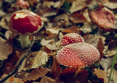 wild red mushroom thumb