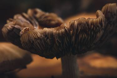 wild mushroom thumb