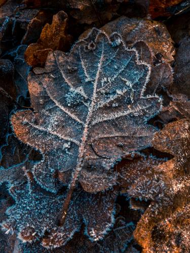 A frozen leaf thumb