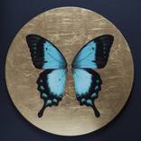 Collection Flora & Fauna