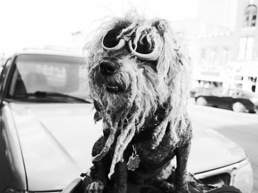 Original Documentary Dogs Photography by Michael Nott