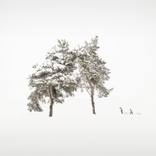 Shelter - Limited Edition of 3 by Uwe Langmann