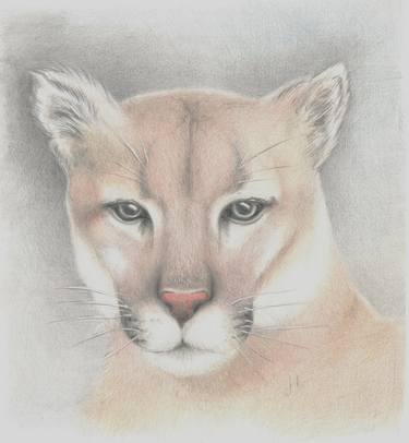 Cougar (Puma) thumb