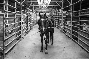 Print of Animal Photography by Lao Yoon