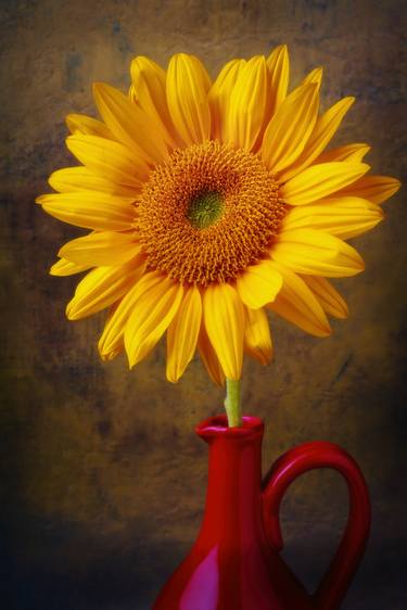 Beautiful Glowing Sunflower thumb