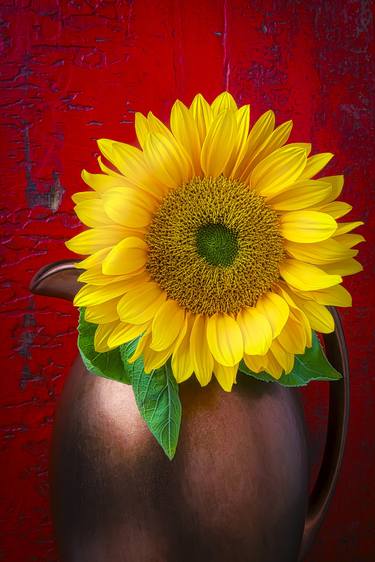 Sunflower In Copper Pitcher Against Red Wall thumb