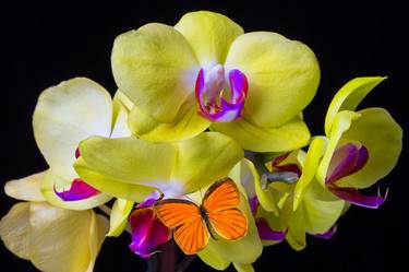 Original Floral Photography by Garry Gay