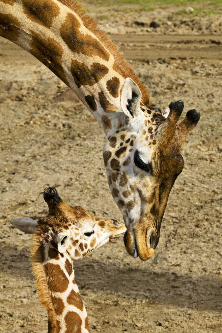 Mother giraffe with her baby Photography by Garry Gay | Saatchi Art