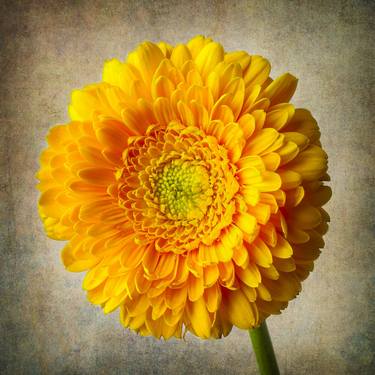 Original Conceptual Floral Photography by Garry Gay