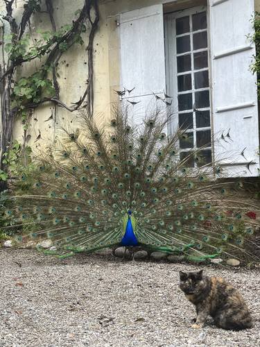 Rowing peacock, and a passing-by cat ! thumb