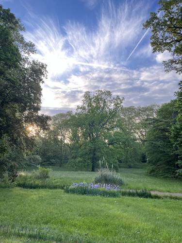 Tulip Tree at Dawn thumb