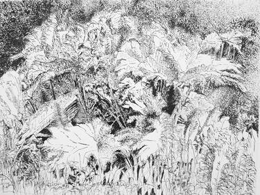 Original Botanic Drawings by Maria Westra