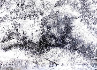 Original Realism Tree Drawings by Maria Westra