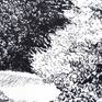 pendrawing of trees. Close up. Realism.I am inspired by things that happen around me. That can be my garden or larger my backyard like the Bijlmerpark, designed by Francien Houben. Signed. Not framed.