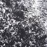 pendrawing of trees. Close up. Realism.I am inspired by things that happen around me. That can be my garden or larger my backyard like the Bijlmerpark, designed by Francien Houben. Signed. Not framed.