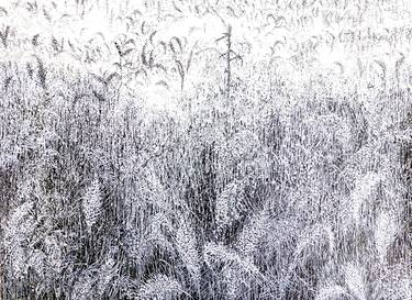 Print of Nature Drawings by Maria Westra